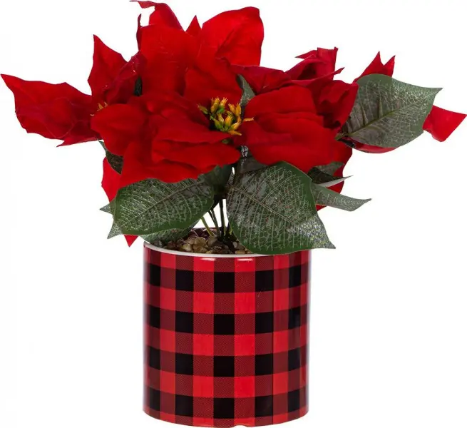 Gwiazda betlejemska w doniczce MERRY 125