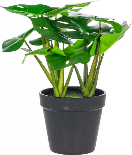 Monstera Florino 91