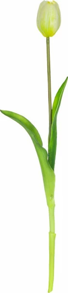 Tulipan Florino 92 (biały)