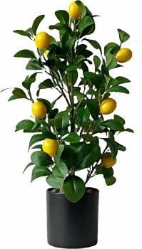 Drzewko cytrynowe Lemoni 157 